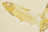Two Detailed Fossil Fish (Knightia) - Wyoming - #201595-2